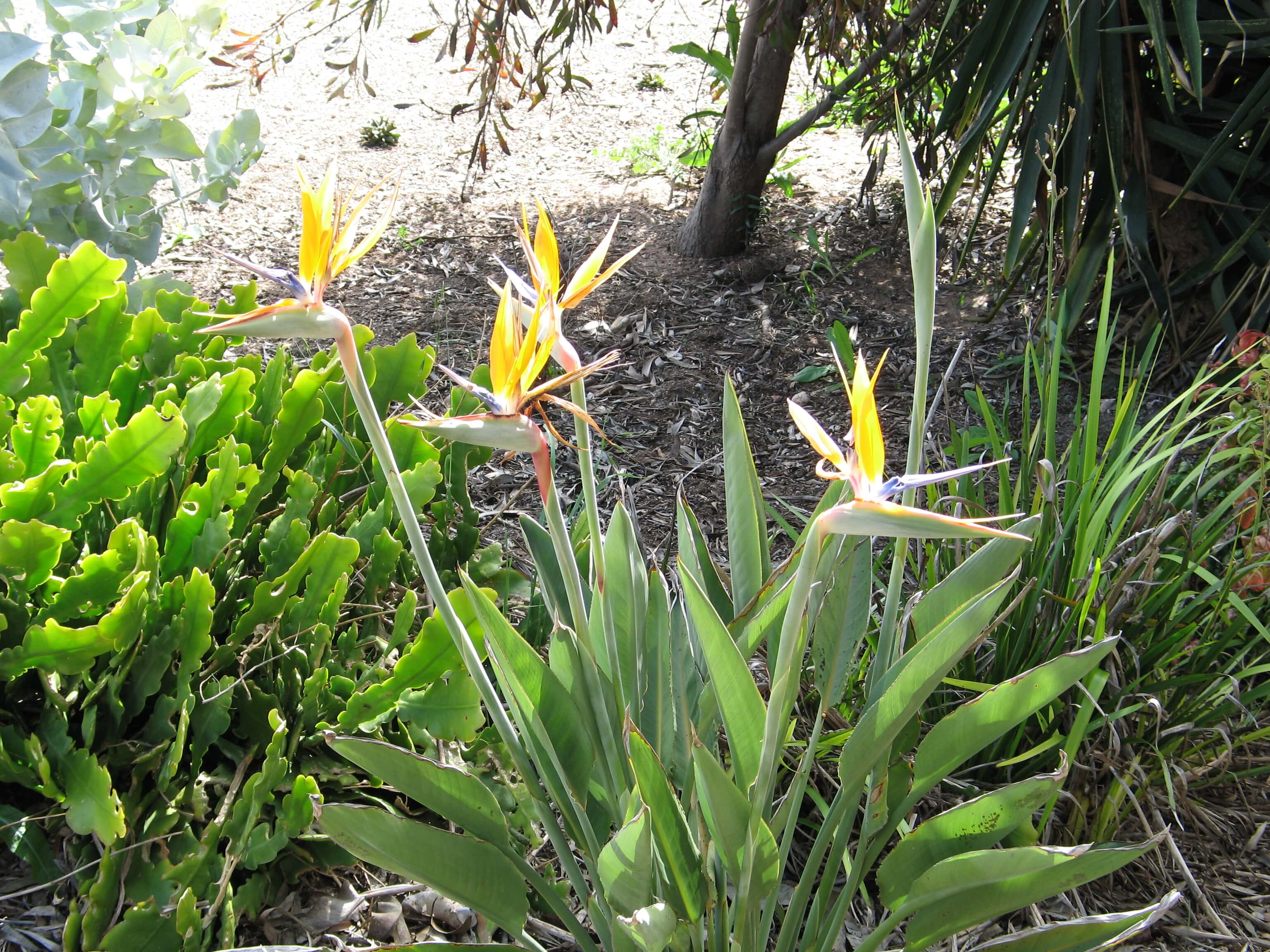 A photo of a Bird of Paradise plant from Julie's garden.