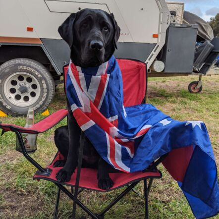 Photo shows a black Labrador dog with an Australian flag draped across its body, sitting on a foldable red camping chair outdoors. A trailer is in the background.